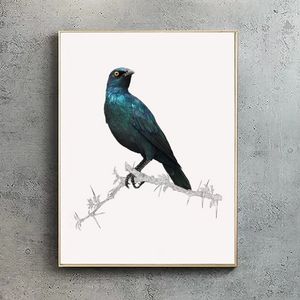 Cape Glossy Starling 1