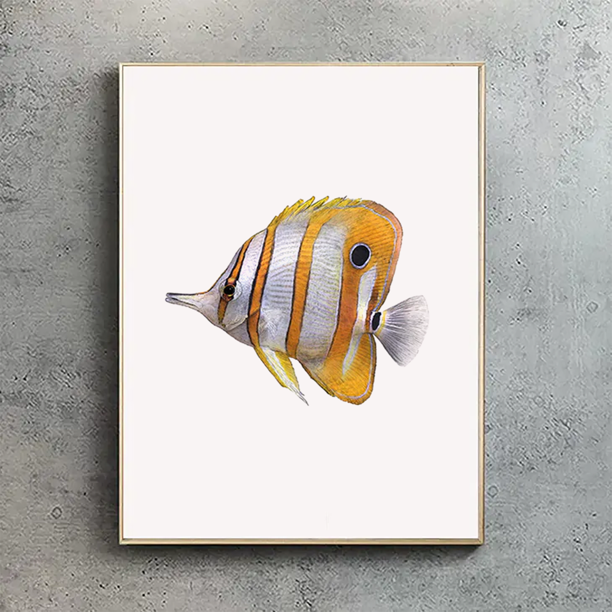 Copperband Butterflyfish