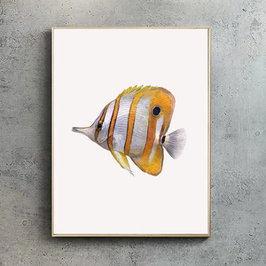 Copperband Butterflyfish