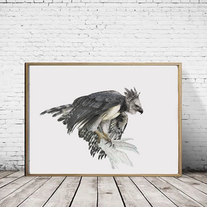 Harpy Eagle