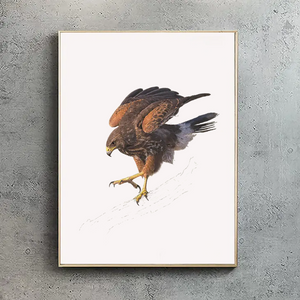 Harris Hawk