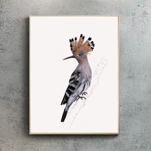 Hoopoe