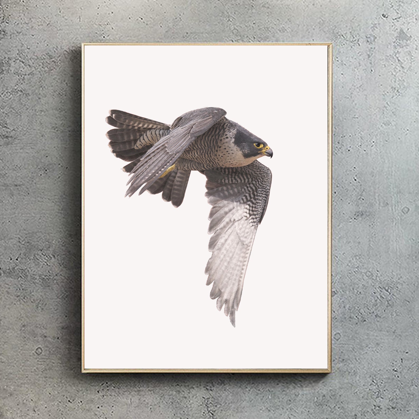 Peregrine Falcon