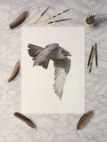 Peregrine Falcon