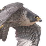 Peregrine Falcon