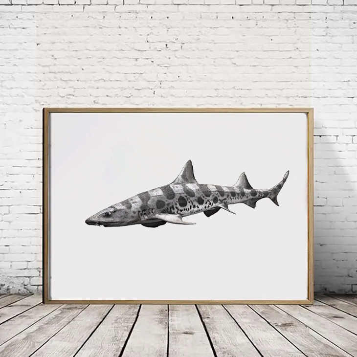 Leopard Shark II