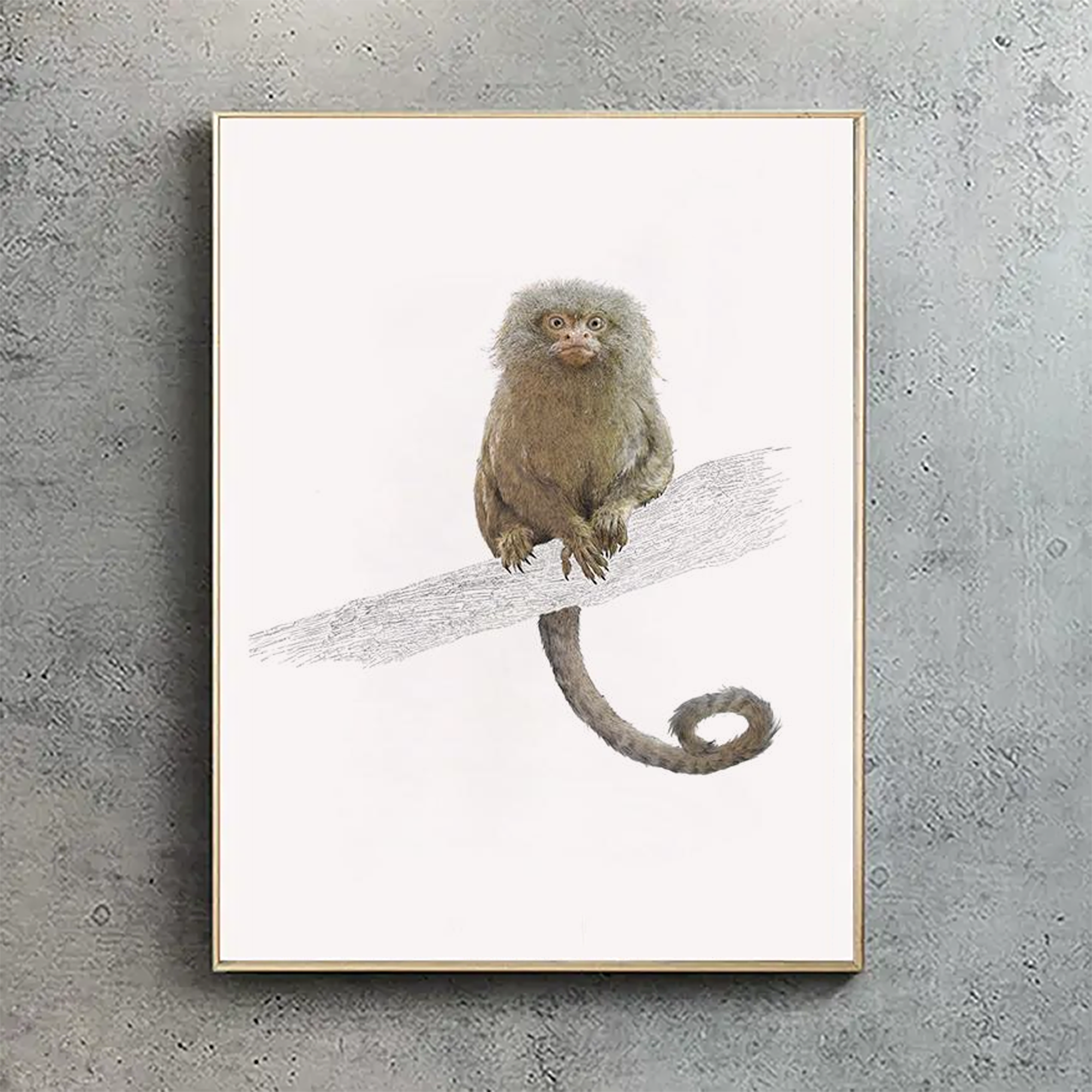 Pygmy Marmoset