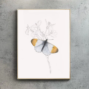 Orange Tip Butterfly