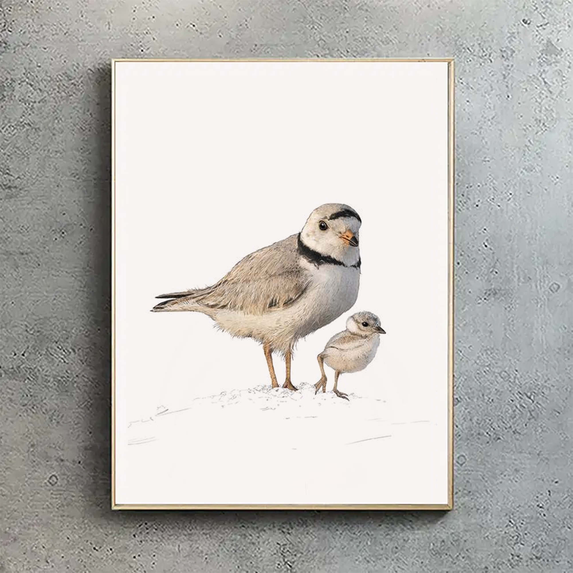 Piping Plovers