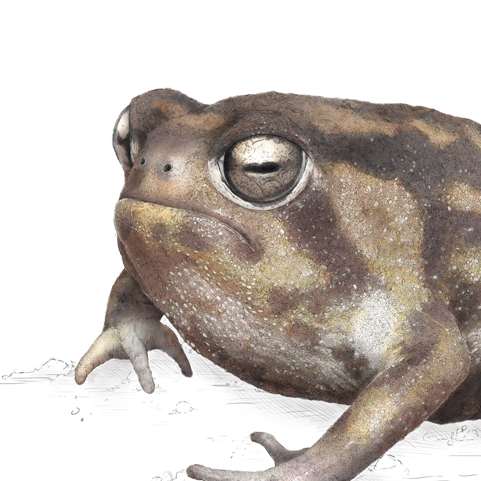 Namaqua Rainfrog