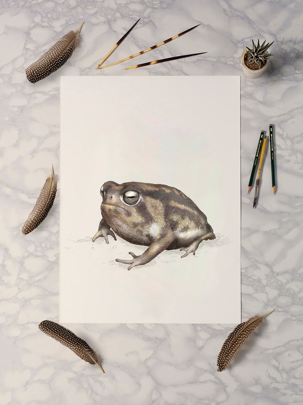 Namaqua Rainfrog