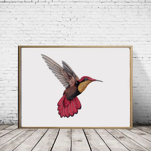 Ruby Topaz Hummingbird