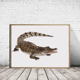 Saltwater Crocodile - Baby