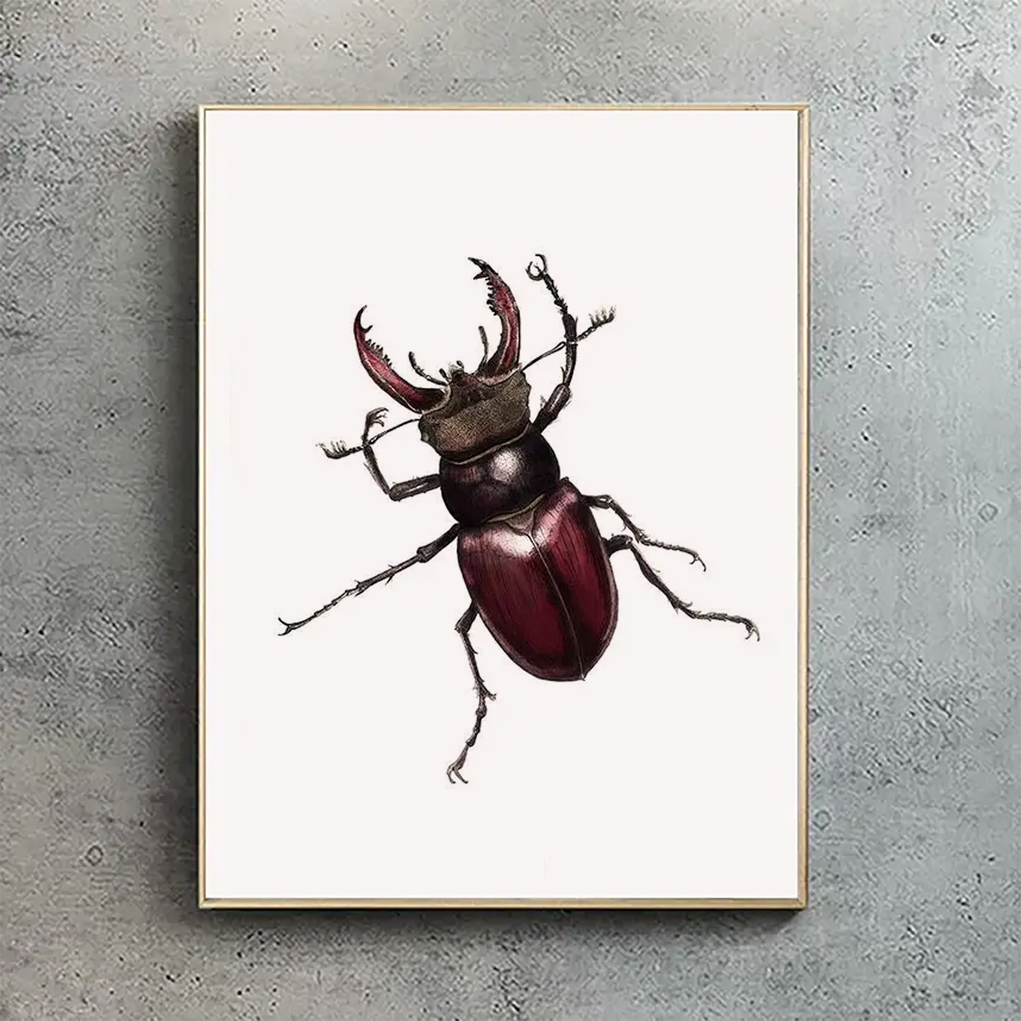 Stag Beetle