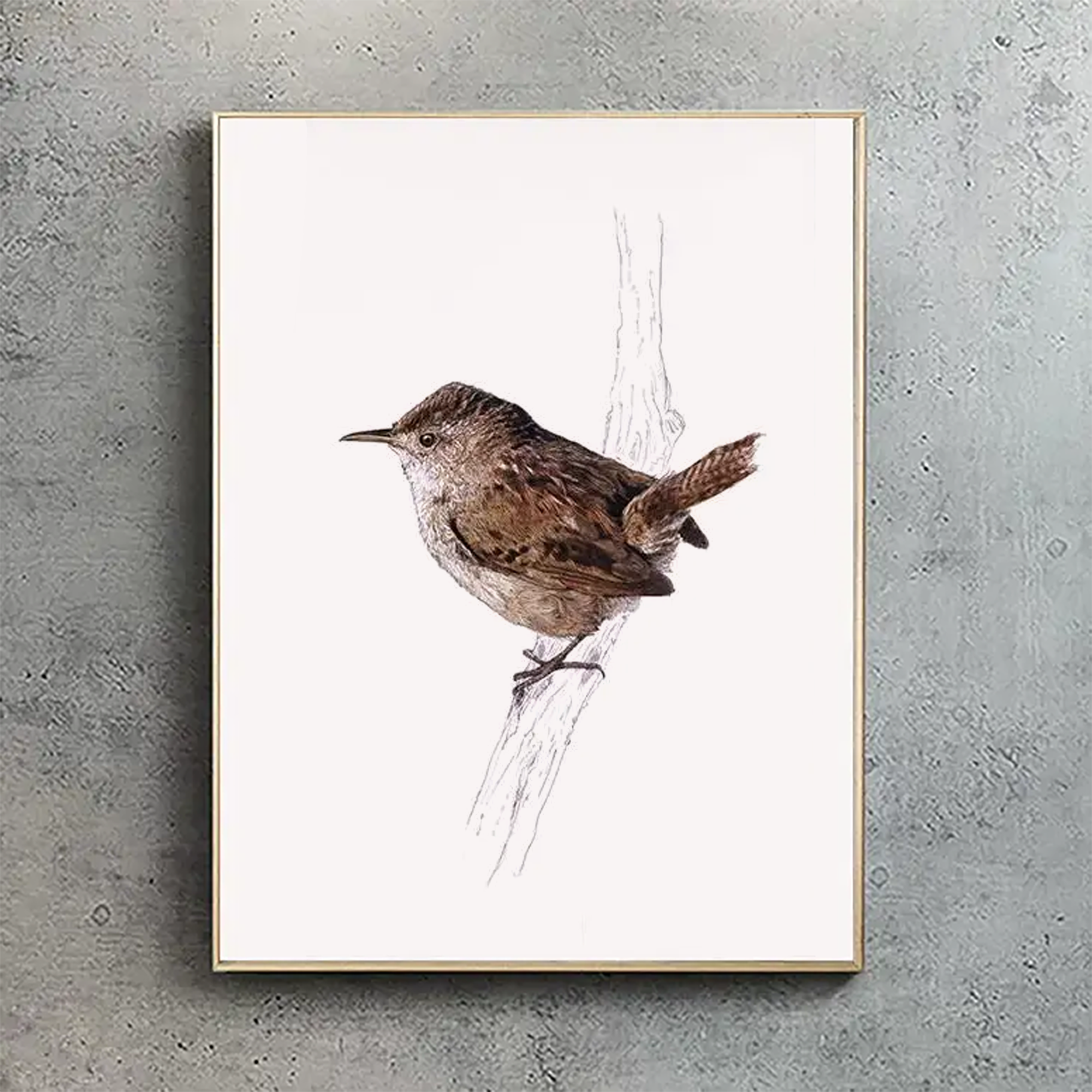 Wren portrait