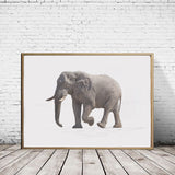 African Elephant