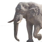 African Elephant