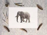 African Elephant