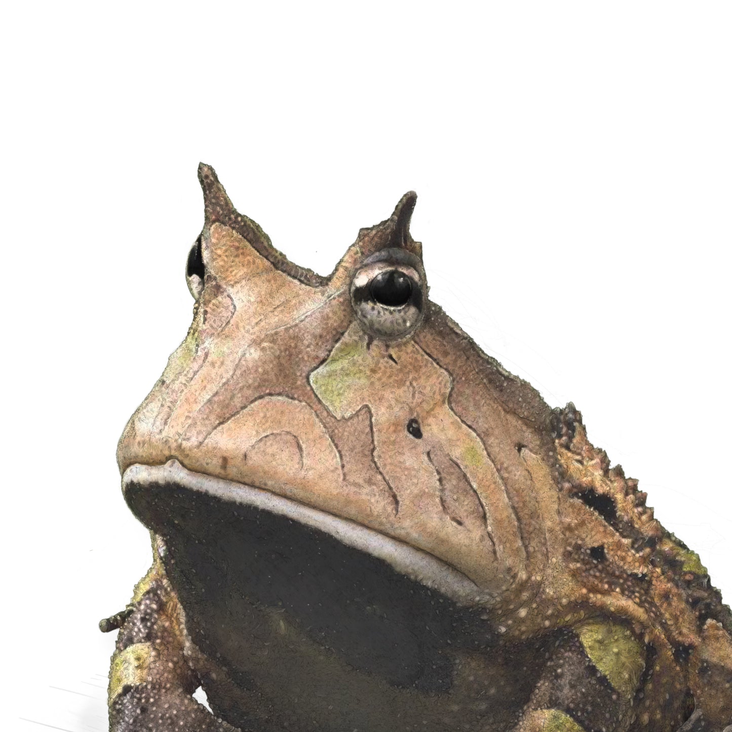 Amazon Horned Frog print