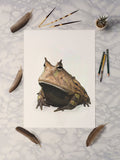 Amazon Horned Frog