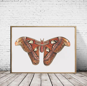 Atlas Moth