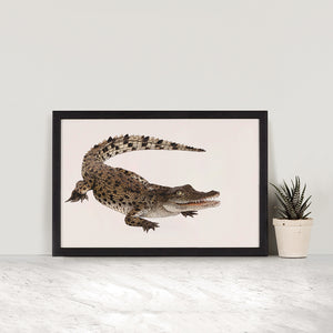 Saltwater Crocodile - Baby