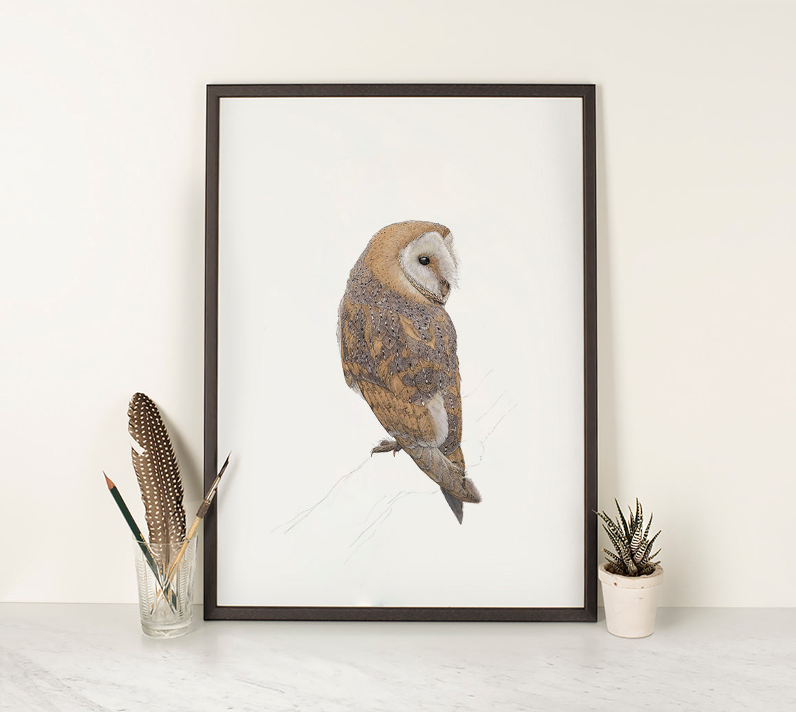 Eurasian Barn Owl