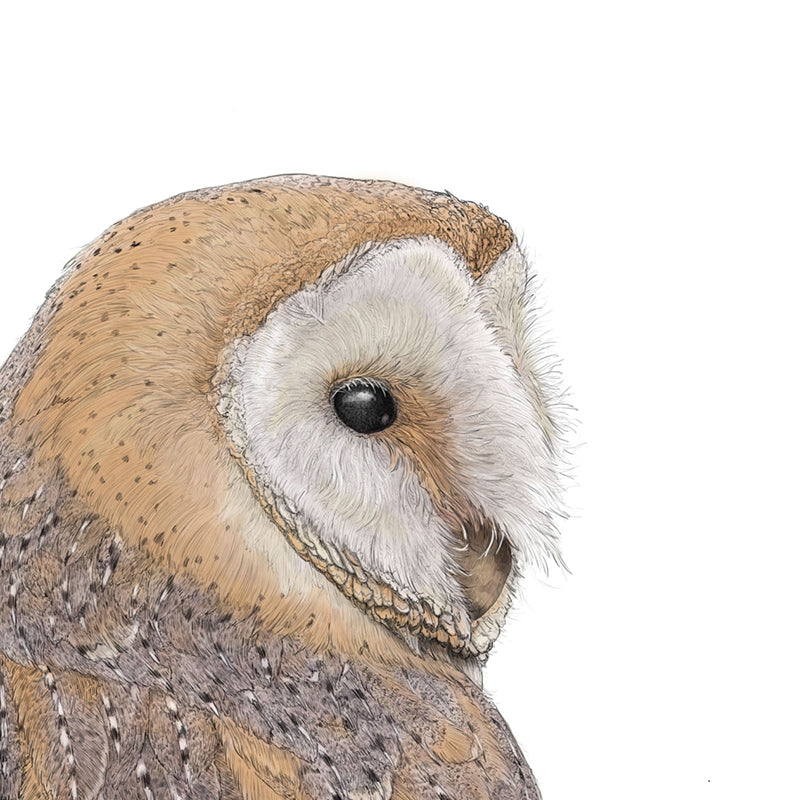 Eurasian Barn Owl