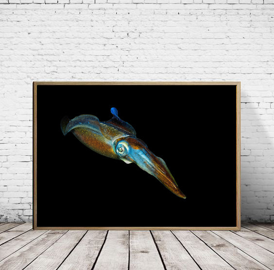 Big Fin Reef Squid - reduced to clear