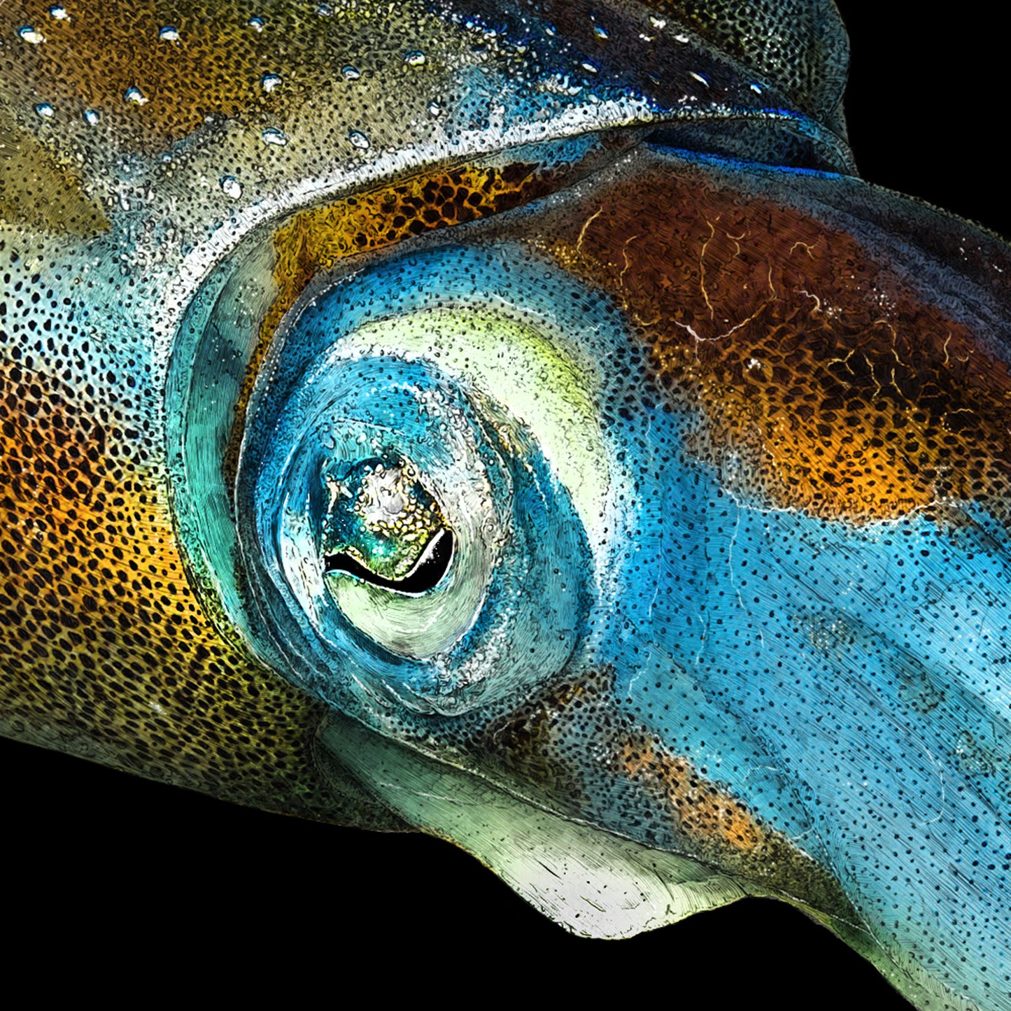 Big Fin Reef Squid - reduced to clear