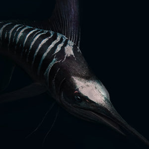 Striped Marlin Black edition