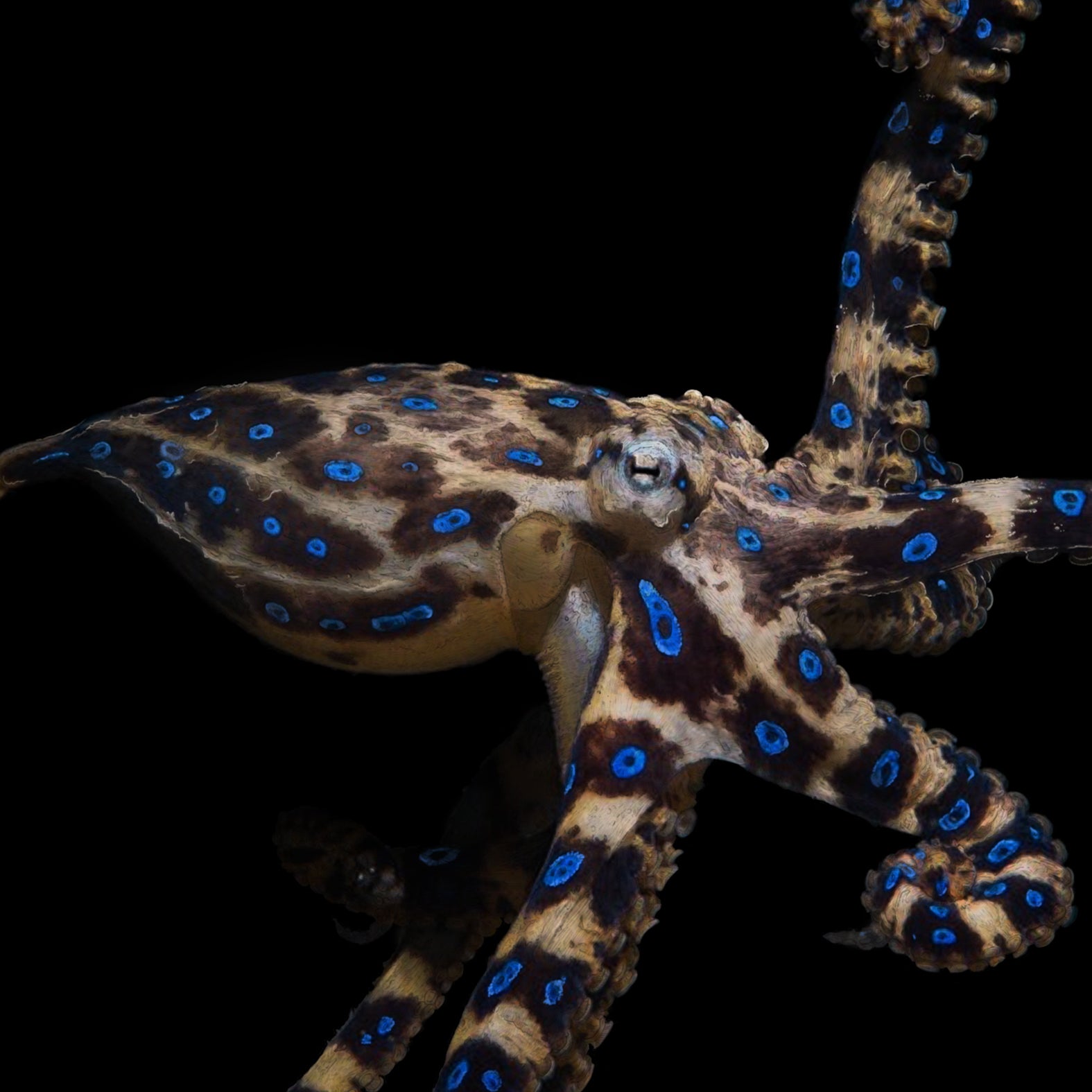 Blue Ringed Octopus