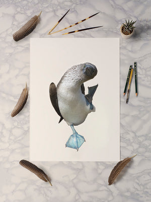 Blue Footed Booby