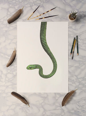 Boomslang