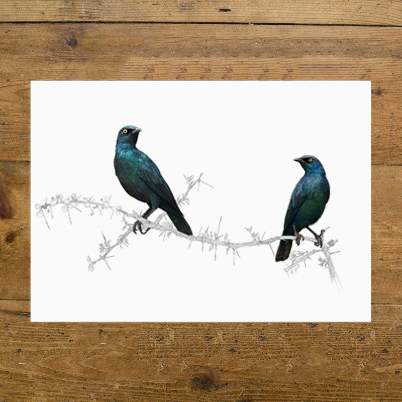 Cape Glossy Starlings
