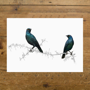 Cape Glossy Starlings
