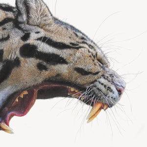 Clouded Leopard Roar