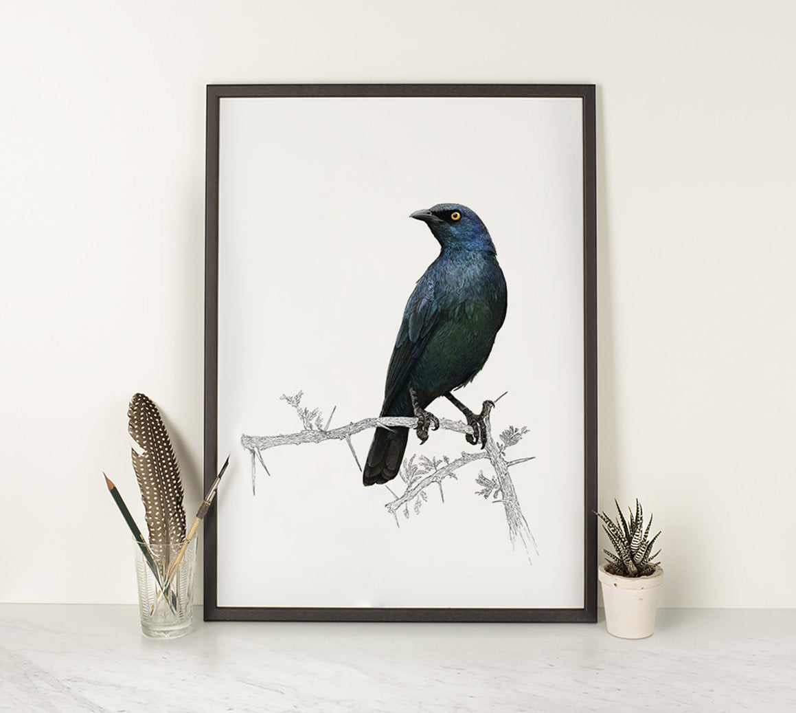 Cape Glossy Starling 2