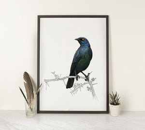 Cape Glossy Starling 2