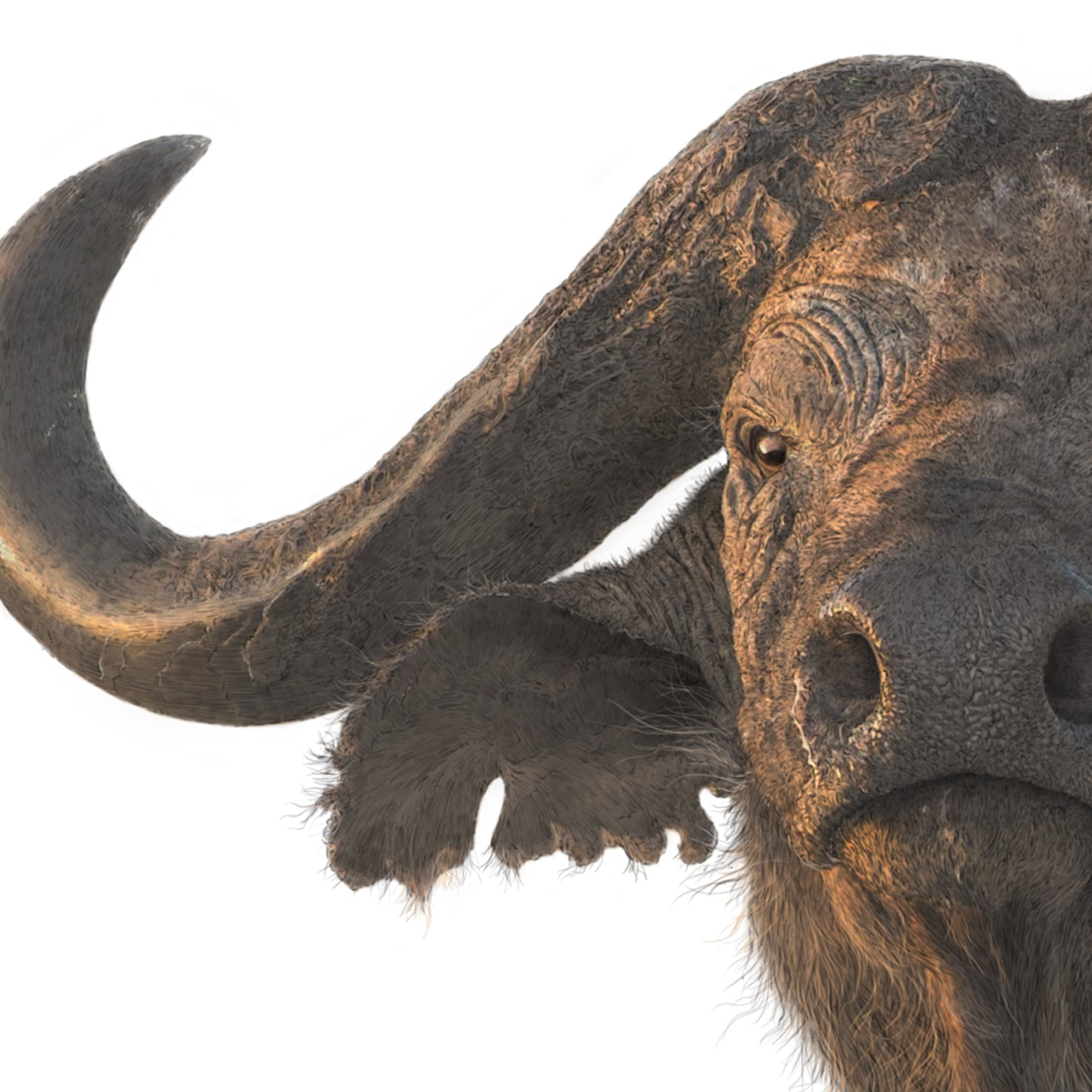 Cape Buffalo