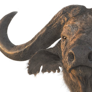 Cape Buffalo