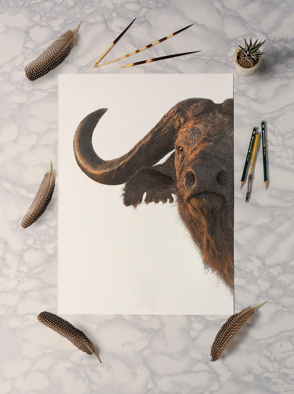 Cape Buffalo