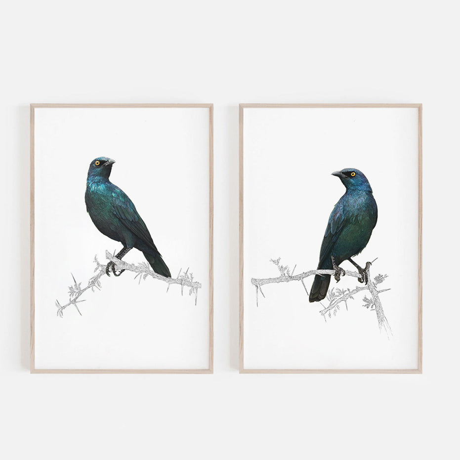 Cape Glossy Starling 1
