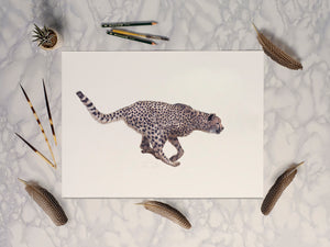 Cheetah