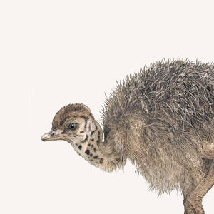 Ostrich Chick