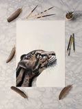 Clouded Leopard Portrait