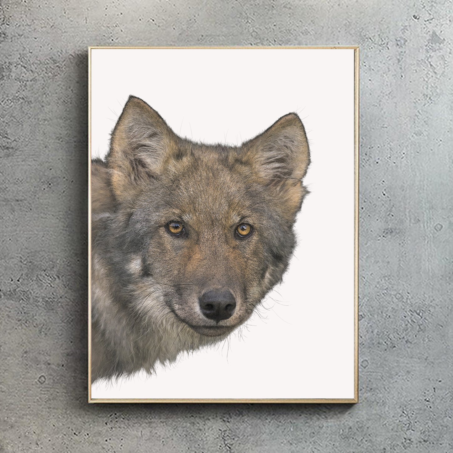 Coastal Wolf