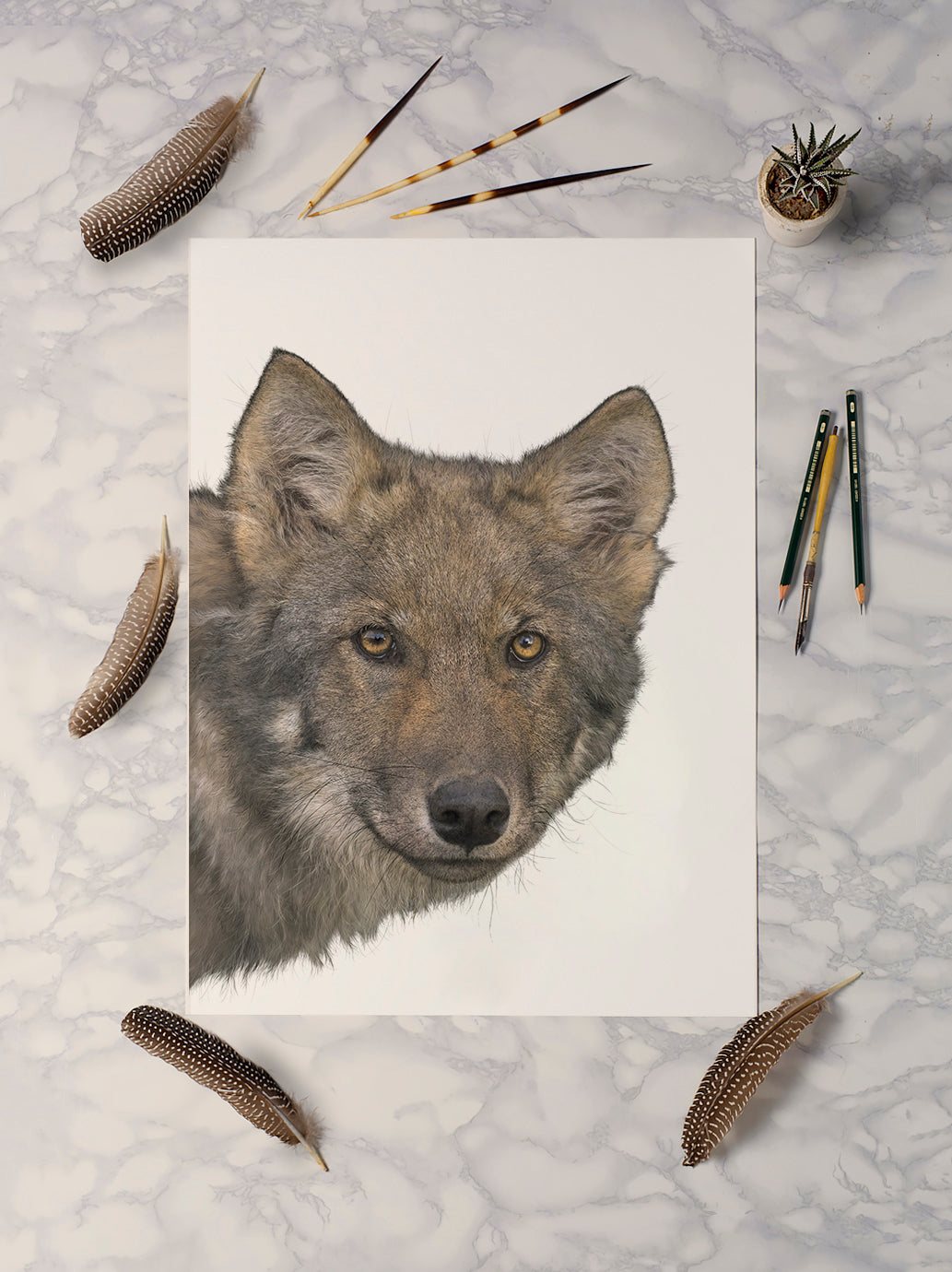 Coastal Wolf
