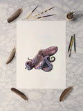 Common Octopus
