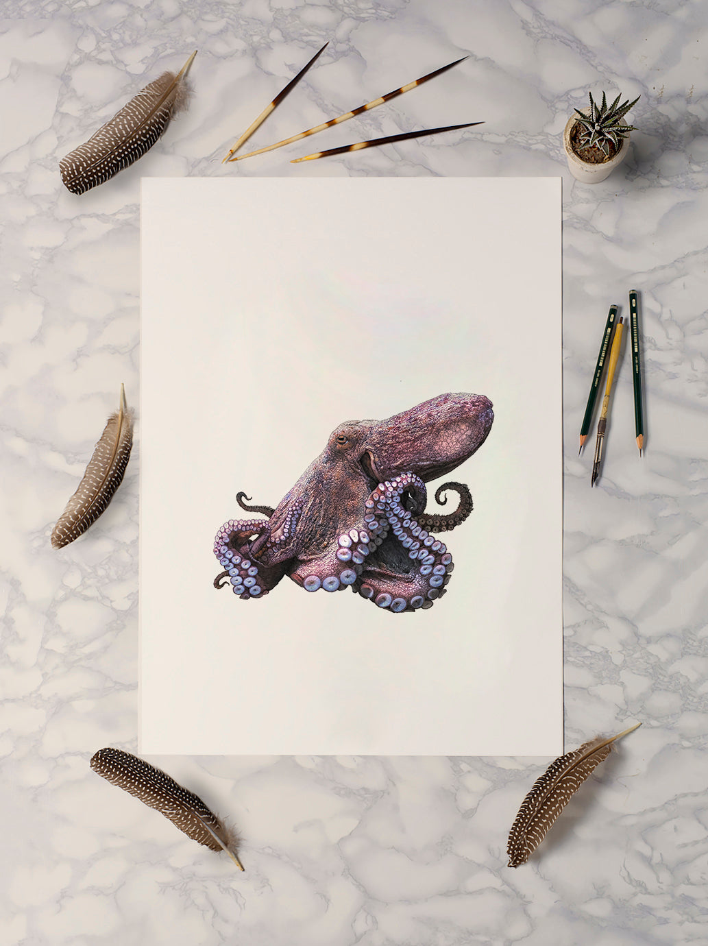 Common Octopus